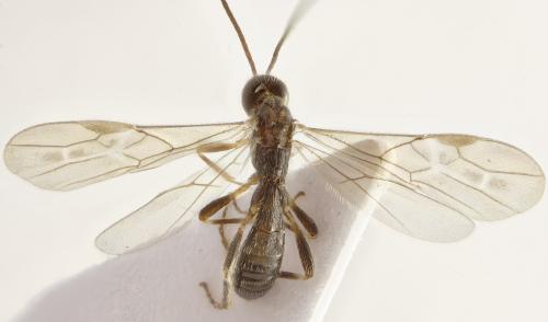 Réf. 301 539 : Wachsmannia spathiiformis